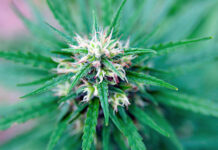 LEADING 5 TIPS for Releasing Your Cannabis Distribution Service