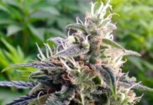 Clinical Maryjane – Lawful Purposes For Agony Issues and Malignant growth Medical conditions Seed Banks In Michigan